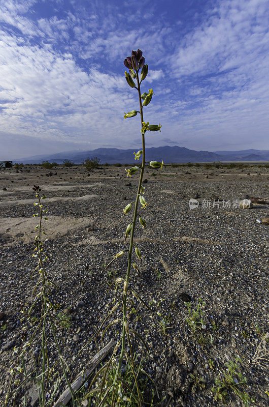 链霉菌属(Streptanthella)是十字花科(Brassicaceae)开花植物的一个单型属，包括单种长喙链霉菌属(Streptanthella longirostris)，俗称长喙链霉菌属(longbeak Streptanthella，简称Streptanthella)。发现于死亡谷之国